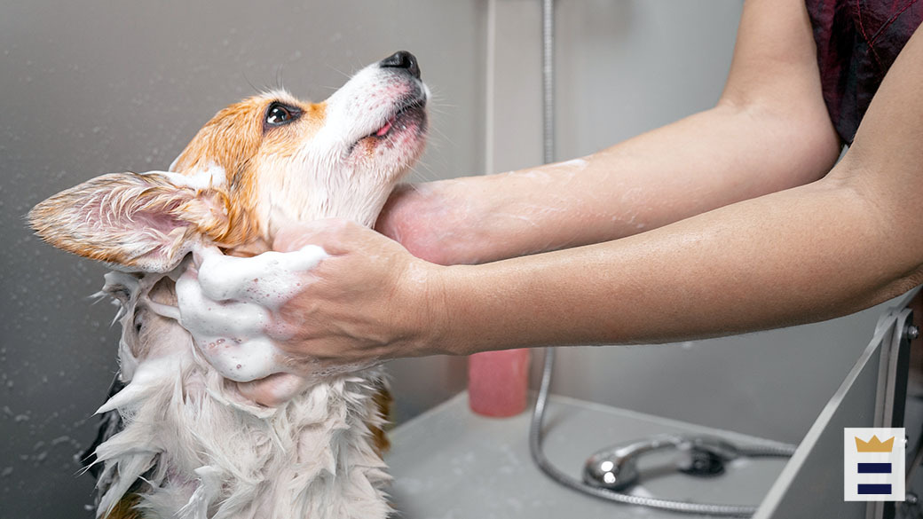 best dog shampoo