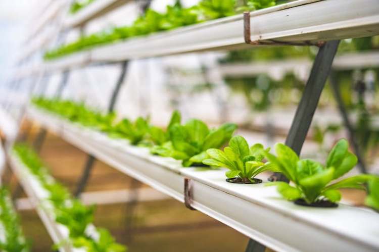 hydroponic products canada