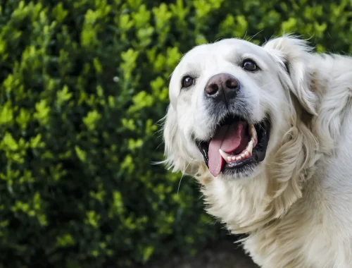 full spectrum cbd oil for pets