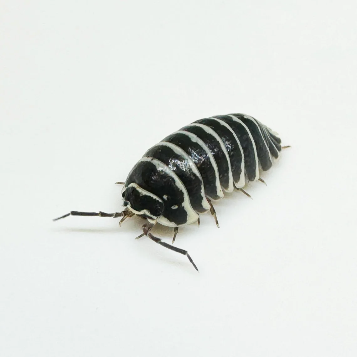 Compare Different Millipedes For Sale For Your Habitat Setup