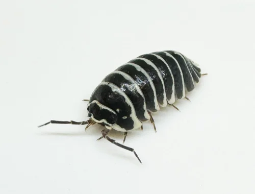 Compare Different Millipedes For Sale For Your Habitat Setup