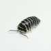 Compare Different Millipedes For Sale For Your Habitat Setup