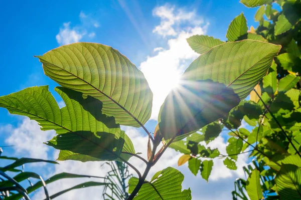 best kratom