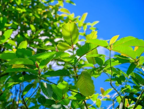 Trusted Marketplace Trends Shaping Kratom Vendors Across Growing Consumer Demand Today