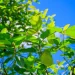 Trusted Marketplace Trends Shaping Kratom Vendors Across Growing Consumer Demand Today