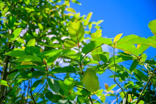 Trusted Marketplace Trends Shaping Kratom Vendors Across Growing Consumer Demand Today