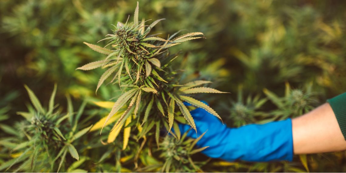 What THCA Flower Actually Contains