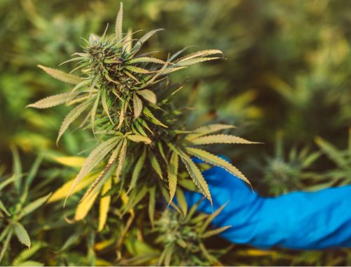 What THCA Flower Actually Contains