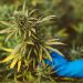 What THCA Flower Actually Contains