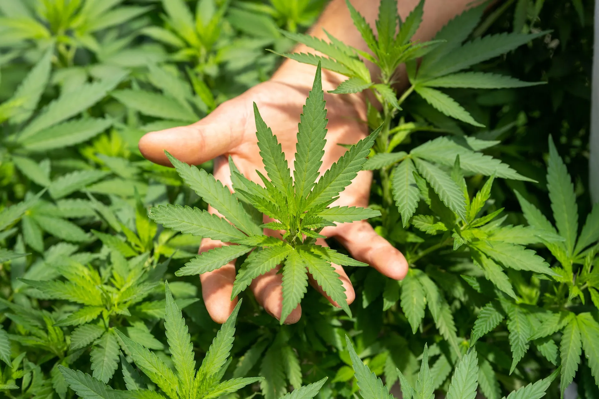 what is thca flower